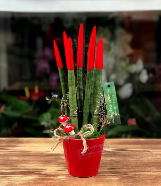 Paşa Kılıcı Sansevieria