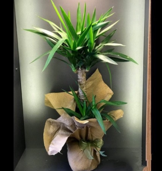 Yucca ( Yuka )