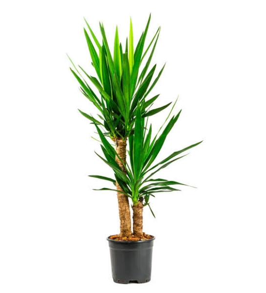 Yucca Mesengena