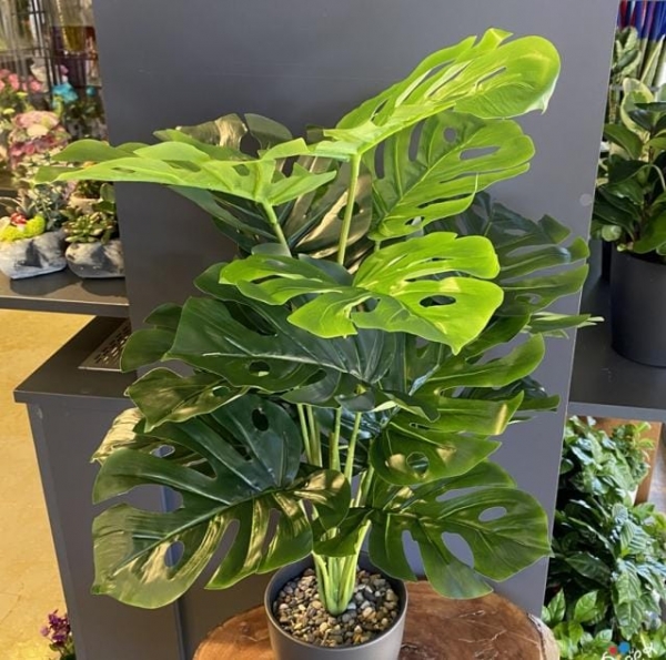 Deve Tabanı Monstera