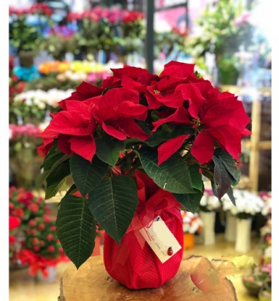 Poinsettia ( Atatürk Çiçeği )