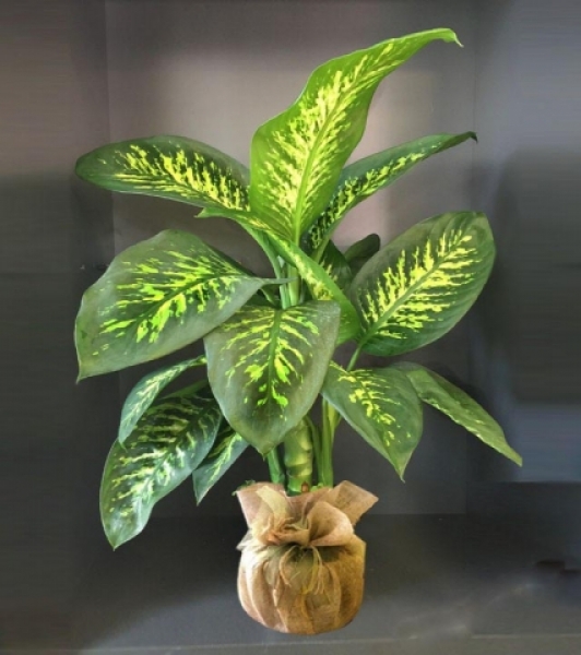 Difenbahya