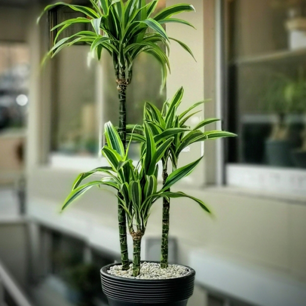 Dracena lemon lime