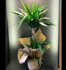 Yucca ( Yuka )