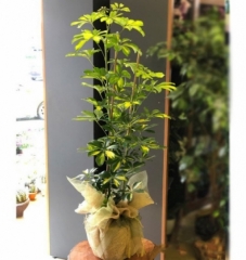 Schefflera (Şeflera)