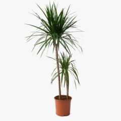 Marginata Tricolor