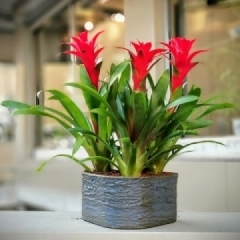 3'lü Guzmania