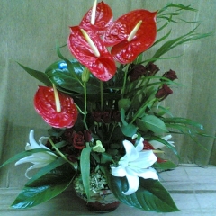 Lilyumlu Antoryum