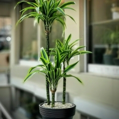 Dracena lemon lime