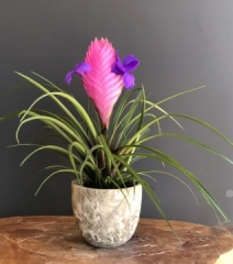 tillandsia çiçeği